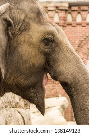 Asian Elephant At The Audubon Zoo