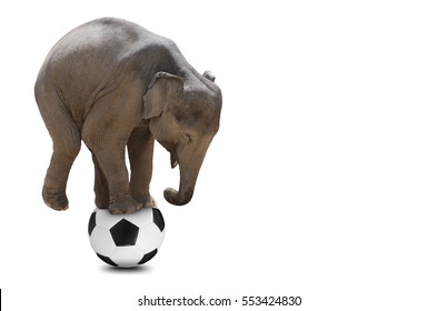 Asian elephant balancing on soccer ball isolated with clipping path.