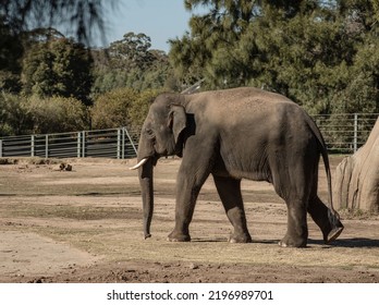 Asian Elephant Bull Side View Walking Away