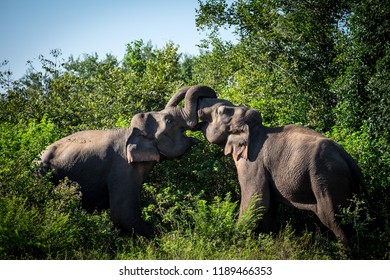 Asian Elephant Bulls Fighting