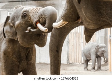 Asian Elephant Bulls, Its Scientific Name Is Elephas Maximus