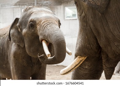 Asian Elephant Bulls, Its Scientific Name Is Elephas Maximus