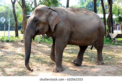 Elephant in the Zoo Images, Stock Photos u0026 Vectors  Shutterstock