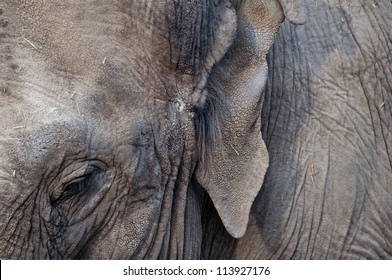 Asian Elephant Close Up