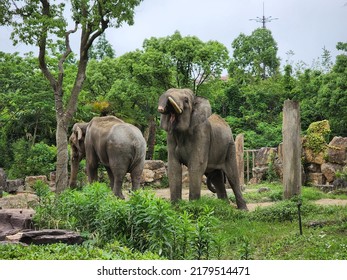 Asian Elephant Couple In A Green Area