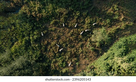 Asian elephant eating grass in grassland near the lake, Elephant Nature Park, Aerial top view of Asian elephant in Changwat Lampang, Thailand,  - Powered by Shutterstock