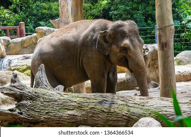 1,940 Imágenes De Melbourne Zoo - Imágenes, Fotos Y Vectores De Stock ...