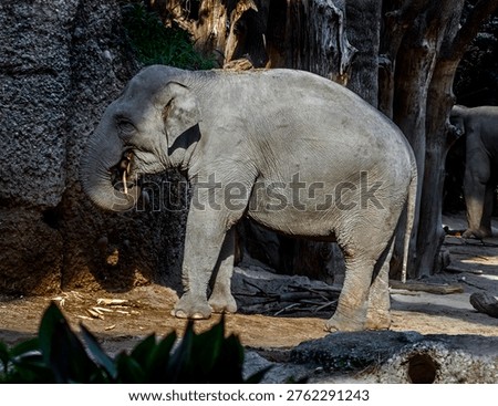 Asian elephant eats splinters in iys enclosure. Latin name - Elephas maximus