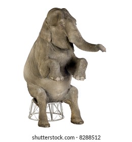 Elephant Sitting On A Stool