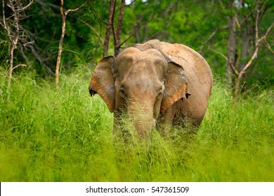 Asian Elephant, Elephas Maximus, With Green Grass In The Trunk. Big Mammal In The Nature Habitat, Yala National Park, Sri Lanka. Elephant In Asia.