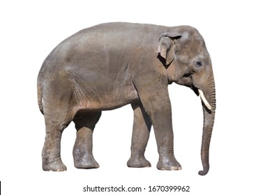 Asian Elephant Elephas Maximus Isolated White Stock Photo (edit Now 