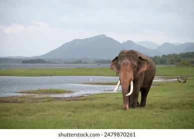 The Asian elephant (Elephas maximus), also known as the Asiatic elephant - Powered by Shutterstock