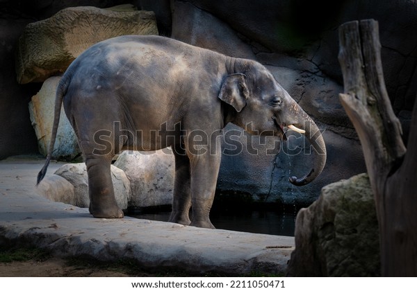Asian\
elephant (Elephas maximus) is the largest living land animal in\
Asia. Since 1986, the Asian elephant has been listed as Endangered\
on the IUCN Red List. Photographed in ZOO\
Prague.
