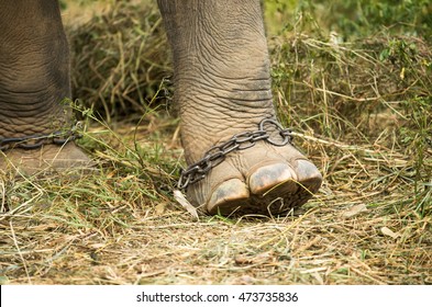 Asian Elephant Elephas Maximus Leg Iron Stock Photo 473735836 ...