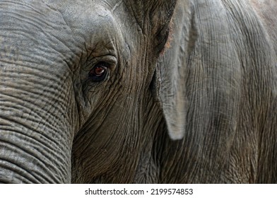 Asian Elephant (Elephas Maximus), Portrait, Close-up, Captive