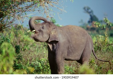Asian elephant Elephas maximus in Sumatra, Indonesia, edge of farmland buffer zone of Kerinci-Seblat National Park, are removed to reserves or domesticated for tourism or logging. - Shutterstock ID 1903919407