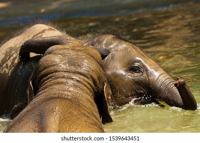 Asian elephant (Elephas maximus) in a Zoo - Shutterstock ID 1539643451