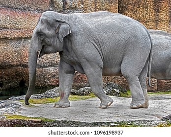 Young Elephent Stock Photo 298326956 | Shutterstock