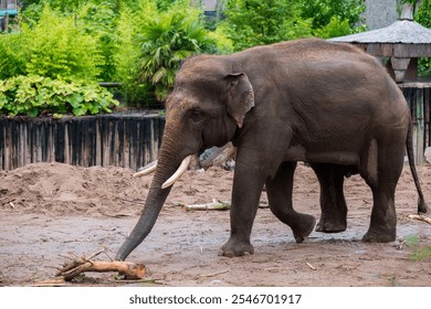 Asian Elephant Exploring: An Asian elephant walks through its enclosure, using its trunk to investigate branches on the ground. - Powered by Shutterstock