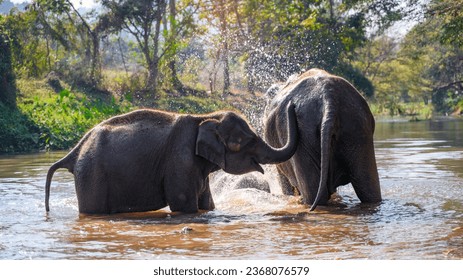 asian elephant family bath and play  in river  - Powered by Shutterstock