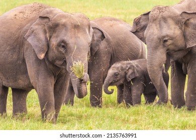 Asian Elephant Family. A Group Of Wild Elephants Feeding In Yala National Park In Sri Lanka. Photography From A Jeep Safari For Tourists