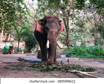 Asian Elephant Feeding In Kerala, India