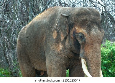 Asian Elephant Female Elephas Maximus Tusks Stock Photo 2151825549