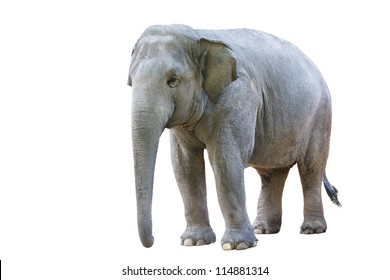 Asian elephant female, Isolated on white background