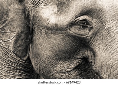 Asian Elephant Head Close Up