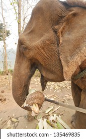 Asian Elephant Head Close Up Laos