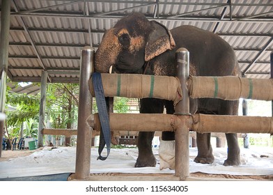 Asian Elephant Hospital Lampang Thailand Chang Stock Photo (Edit Now