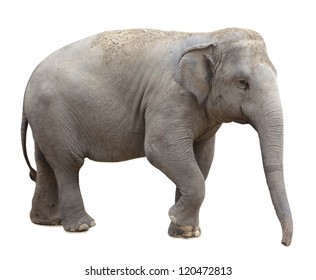 Asian Elephant  Isolated On White Background