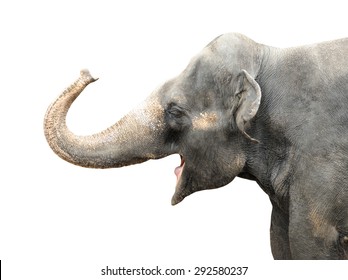 Asian Elephant Isolated On White Background. 