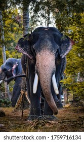 An Asian Elephant In Kerala. 