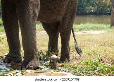 Asian elephant leg in chain - Shutterstock ID 2209104709