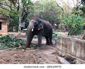 Asian Elephant With Long Tusks Feeding In A Zoo In Kerala, India