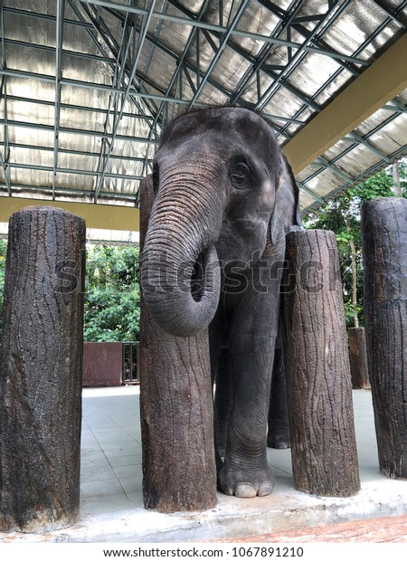 Asian Elephant Malaysia Zoo Stock Photo Edit Now 1067891210