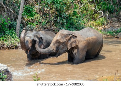 Asian Elephant In A Nature River At Deep Forest, Thailand