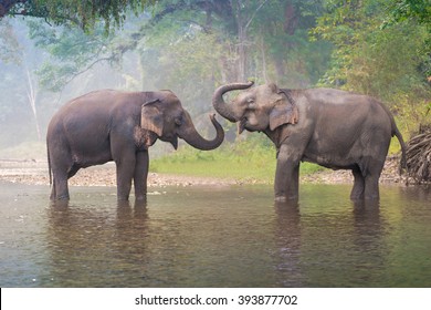 Asian Elephant In A Nature River At Deep Forest, Thailand