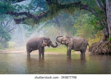 Asian Elephant in a nature river at deep forest in Thailand - Powered by Shutterstock