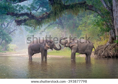 Asian Elephant in a nature river at deep forest in Thailand