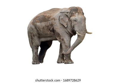 Asian Elephant On A White Background