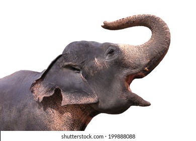 Asian Elephant On A White Background