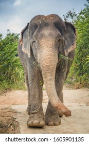 Asian Elephant At Phuket Wild Sanctuary