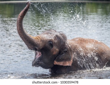 Asian Elephant Playing In Water