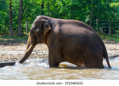 Asian Elephant Pool Scientific Name Elephas Stock Photo 1925485655