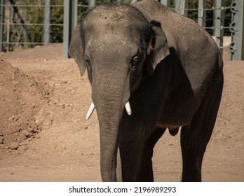 Asian Elephant Portrait And Close Up