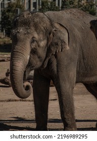 Asian Elephant Portrait And Close Up