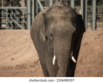 Asian Elephant Portrait And Close Up