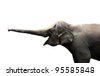 asian elephant trunk